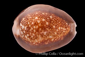 Serpent's-head Cowrie, Cypraea caputserpentis