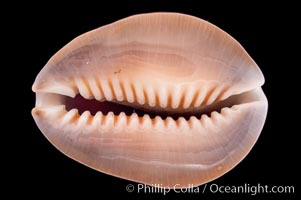 Serpent's-head Cowrie, Cypraea caputserpentis