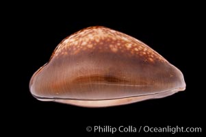 Serpent's-head Cowrie, Cypraea caputserpentis