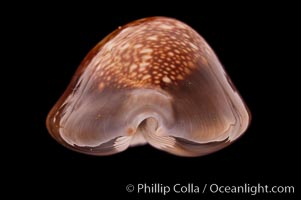 Serpent's-head Cowrie, Cypraea caputserpentis