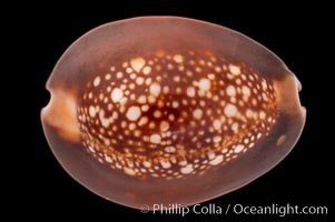 Serpent's-head Cowrie, Cypraea caputserpentis