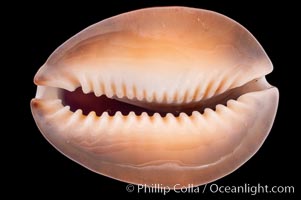 Serpent's-head Cowrie, Cypraea caputserpentis