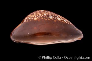 Serpent's-head Cowrie, Cypraea caputserpentis