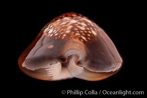 Serpent's-head Cowrie, Cypraea caputserpentis