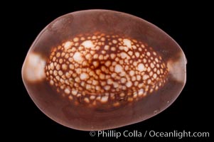 Serpent's-head Cowrie, Cypraea caputserpentis
