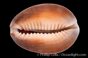 Serpent's-head Cowrie, Cypraea caputserpentis