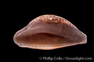 Serpent's-head Cowrie, Cypraea caputserpentis