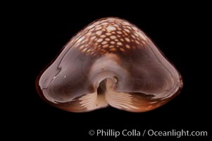 Serpent's-head Cowrie, Cypraea caputserpentis