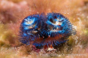 Serpulid polychaete Christmas Tree Worm, Sea of Cortez, Isla San Diego, Baja California, Mexico