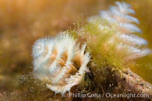 Serpulid polychaete Christmas Tree Worm, Sea of Cortez, Isla San Diego, Baja California, Mexico