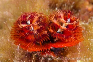 Serpulid polychaete Christmas Tree Worm, Sea of Cortez, Isla San Diego, Baja California, Mexico