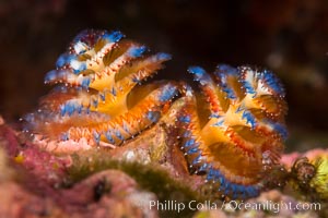 Serpulid polychaete Christmas Tree Worm, Sea of Cortez, Isla Espiritu Santo, Baja California, Mexico