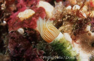 Serpulid worm, Southern California, Catalina Island