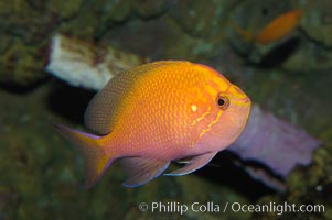 Sunburst anthias, Serranocirrhitus latus