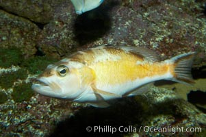 Tobacco bass, Serranus tabacarius