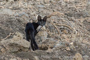 Serval cat, melanistic variation (all black) with prey, Meru National Park, Kenya, Leptailurus serval