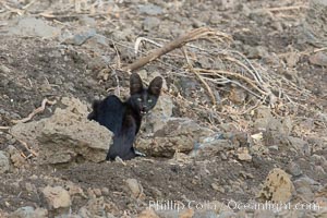 Serval cat, melanistic variation, Meru National Park, Kenya, Leptailurus serval