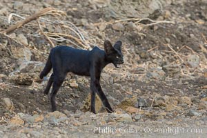 Serval cat, melanistic variation, Meru National Park, Kenya, Leptailurus serval