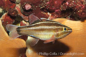 Sevenstriped cardinalfish, Apogon novemfasciatus