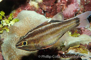 Sevenstriped cardinalfish, Apogon novemfasciatus