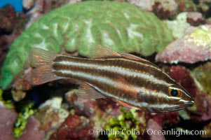 Sevenstriped cardinalfish, Apogon novemfasciatus