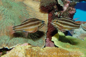 Sevenstriped cardinalfish, Apogon novemfasciatus