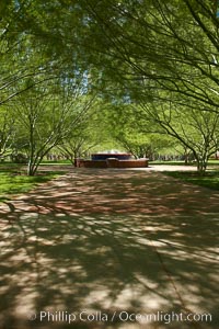 Shade trees near St. Mary's Basilica, Phoenix, Arizona