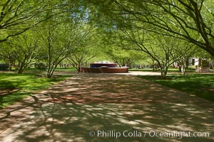 Shade trees near St. Mary's Basilica, Phoenix, Arizona