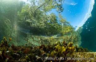 Shallow water reef with coniferous forest hanging over the water, Browning Pass, Vancouver Island