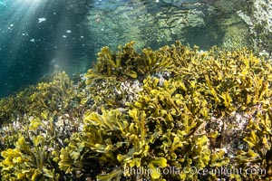 Shallow water reef with coniferous forest hanging over the water, Browning Pass, Vancouver Island