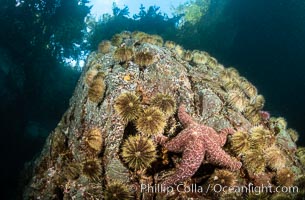 Shallow water reef with coniferous forest hanging over the water, Browning Pass, Vancouver Island