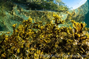 Shallow water reef with coniferous forest hanging over the water, Browning Pass, Vancouver Island