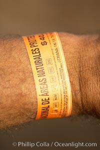 Permit wristband issued by Mexican environmental agencies to shark divers to support research, conservation and protection of Isla Guadalupe Special Biosphere Reserve, Guadalupe Island (Isla Guadalupe)