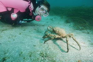 Diver and sheep crab, Loxorhynchus grandis, Catalina Island