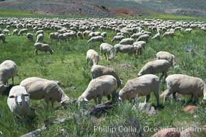 Sheep grazing in grass meadow, near Bodie Town.