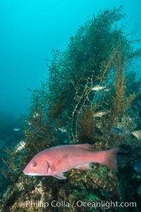 Sheephead and invasive sargassum, Catalina, Sargassum horneri, Semicossyphus pulcher, Catalina Island