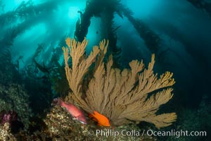 Sheephead wrasse, Garibaldi and golden gorgonian, with a underwater forest of giant kelp rising in the background, underwater, Hypsypops rubicundus, Muricea californica, San Clemente Island