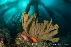 Sheephead wrasse, Garibaldi and golden gorgonian, with a underwater forest of giant kelp rising in the background, underwater, Hypsypops rubicundus, Muricea californica, San Clemente Island