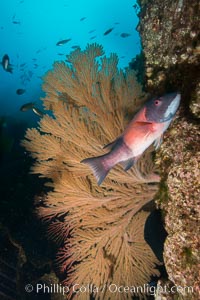 California golden gorgonian and Sheephead wrasse fishes on rocky reef, below kelp forest, underwater. The golden gorgonian is a filter-feeding temperate colonial species that lives on the rocky bottom at depths between 50 to 200 feet deep. Each individual polyp is a distinct animal, together they secrete calcium that forms the structure of the colony. Gorgonians are oriented at right angles to prevailing water currents to capture plankton drifting by, Semicossyphus pulcher, San Clemente Island