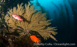 Sheephead Wrasse, Garibaldi and California golden gorgonian