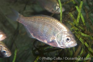 Shiner perch, Cymatogaster aggregata