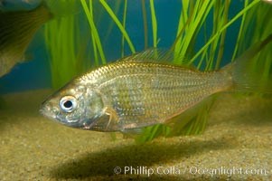 Shiner perch, Cymatogaster aggregata