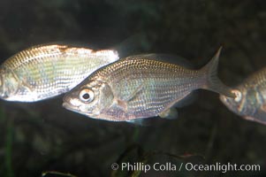 Shiner perch, Cymatogaster aggregata