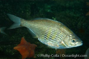 Shiner perch, Cymatogaster aggregata