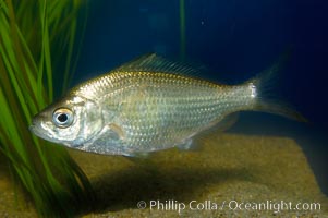 Shiner perch, Cymatogaster aggregata