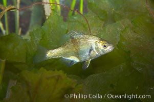 Shiner perch, Cymatogaster aggregata