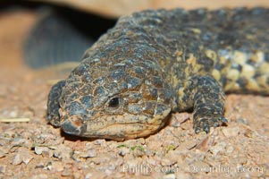 Shingleback lizard.  This lizard has a fat tail shaped like its head, which can fool predators into attacking the wrong end of the shingleback, Trachydosaurus