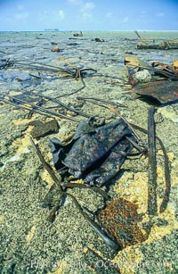 Wreck of F/V Jin Shiang Fa, Rose Atoll National Wildlife Sanctuary