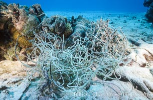 Debris from wreck of F/V Jin Shiang Fa, lagoon talus slope, Rose Atoll National Wildlife Sanctuary