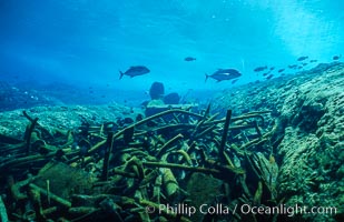 Debris, wreck of F/V Jin Shiang Fa, Rose Atoll National Wildlife Sanctuary